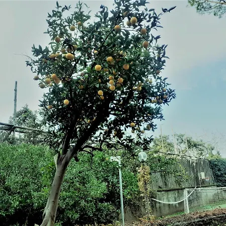 Lauro Charme Di Rosanova Rosa *