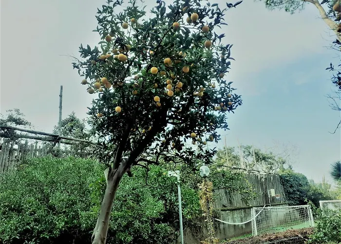 Lauro Charme Di Rosanova Rosa *